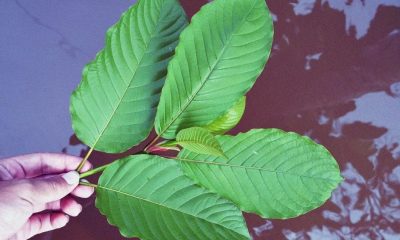 Thailand-Kratom leaf