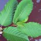 Thailand-Kratom leaf