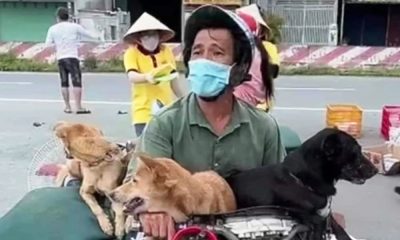 pet-dogs-vovid-19-vietnam