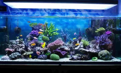 Aquarium