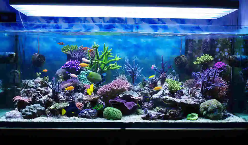 Aquarium