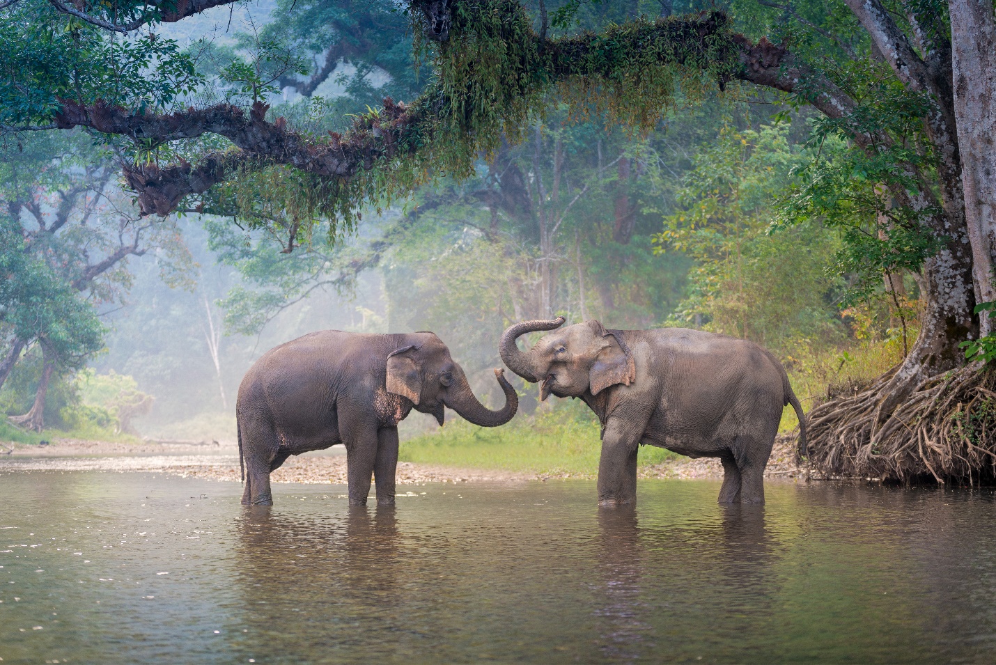 Elephants playing in the water

Description automatically generated with medium confidence