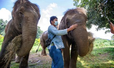 Thai Elephant Conservation Center, Lampang Thailand