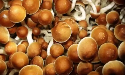 Magic mushrooms