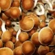 Magic mushrooms