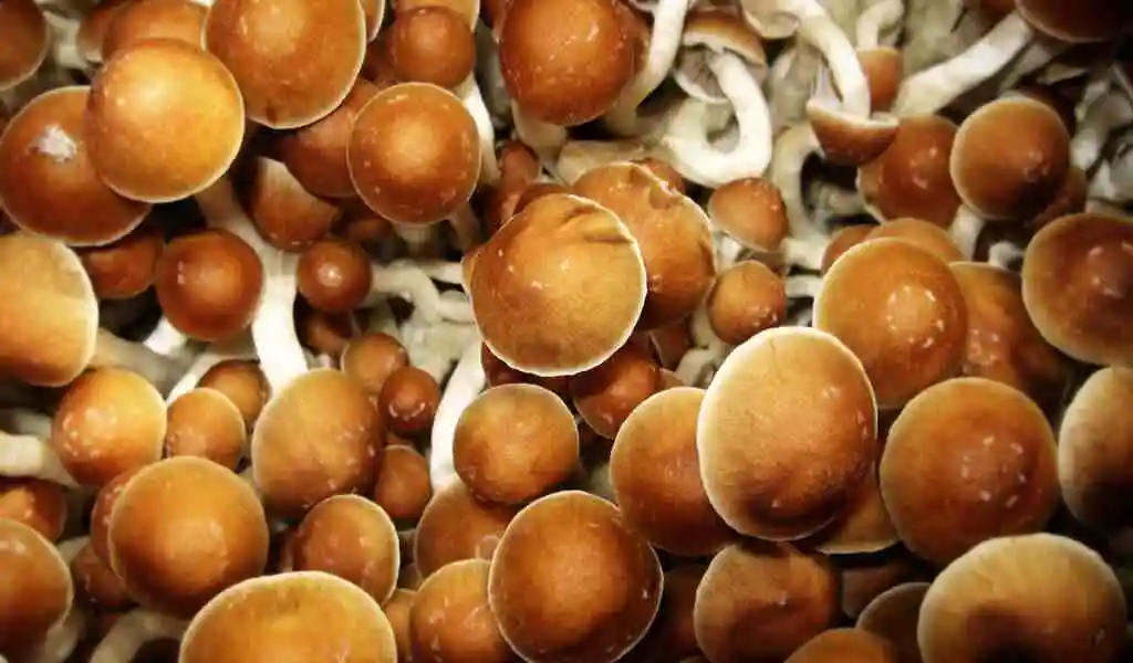 Magic mushrooms