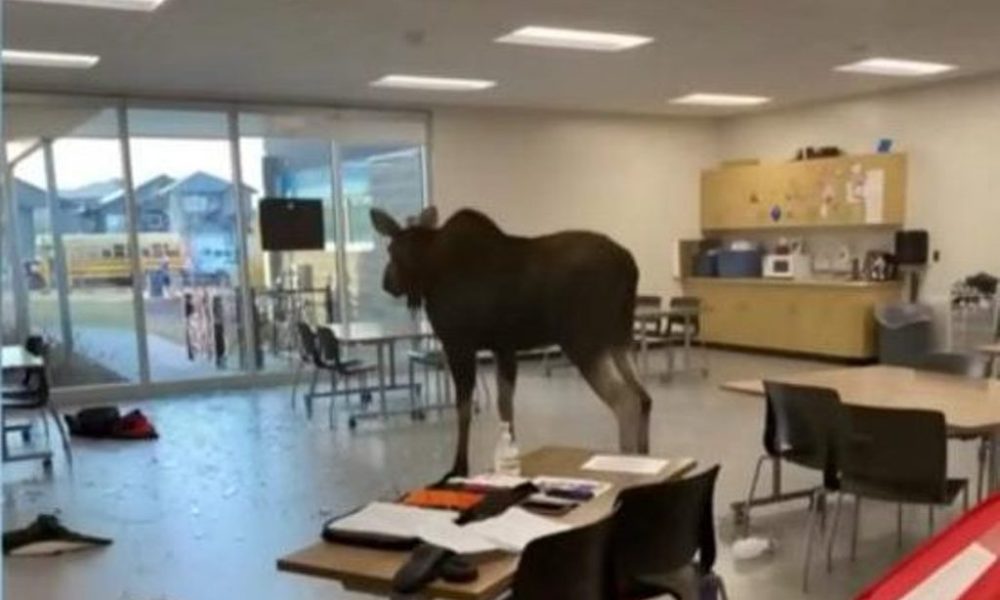 Young Moose Wins the Hearts of Canadians in Saskatchewan