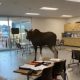 Young Moose Wins the Hearts of Canadians in Saskatchewan