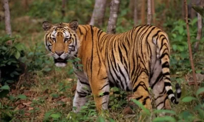 Tiger Club, Thailand