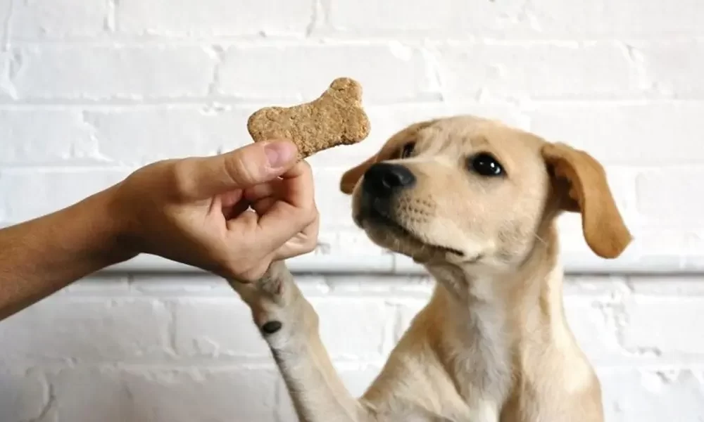 chewy dog treats