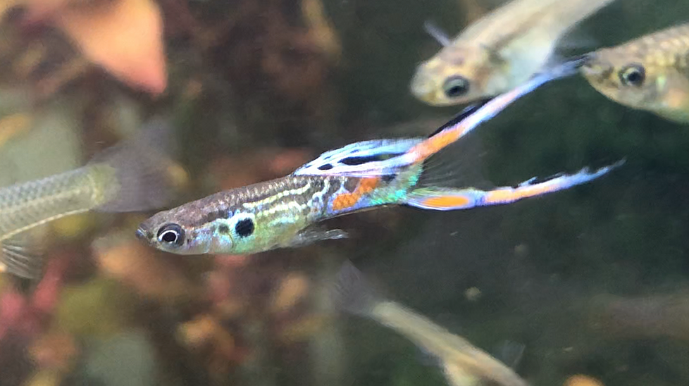 Guppies