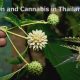 Thailand 2021 The Year of Cannabis and Kratom Legalization