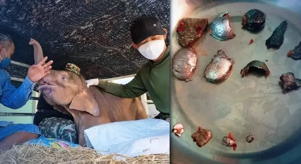 Vets in Thailand Remove 14 Bullets from Baby Elephant