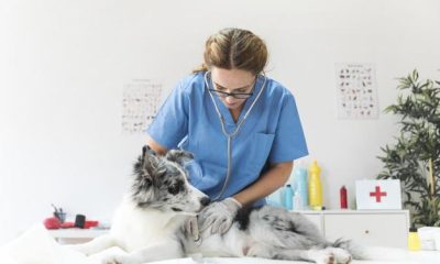 Professional Tips for Starting Your Own Veterinary Practice