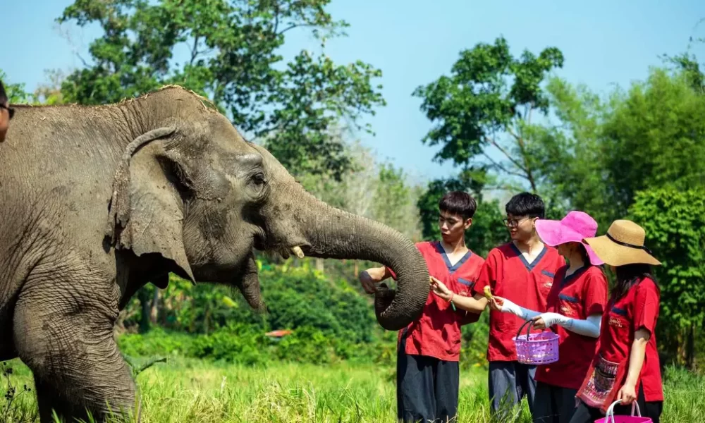 Elderly Elephants Get a New Home in Northern Thailand