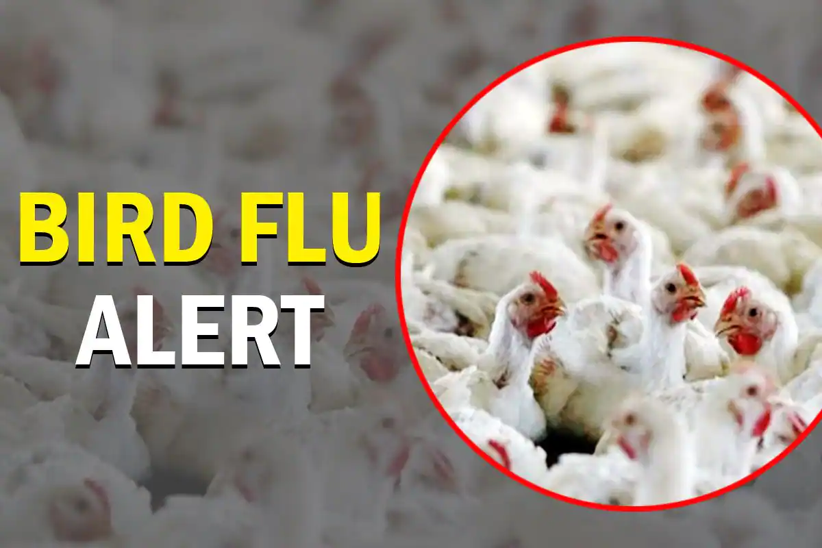 Thailand Issues Avian Influenza "Bird Flu" Alert Nationwide