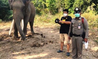 elephant, chiang mai, Thailand