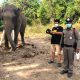 elephant, chiang mai, Thailand