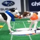 Puppy Bowl 2022