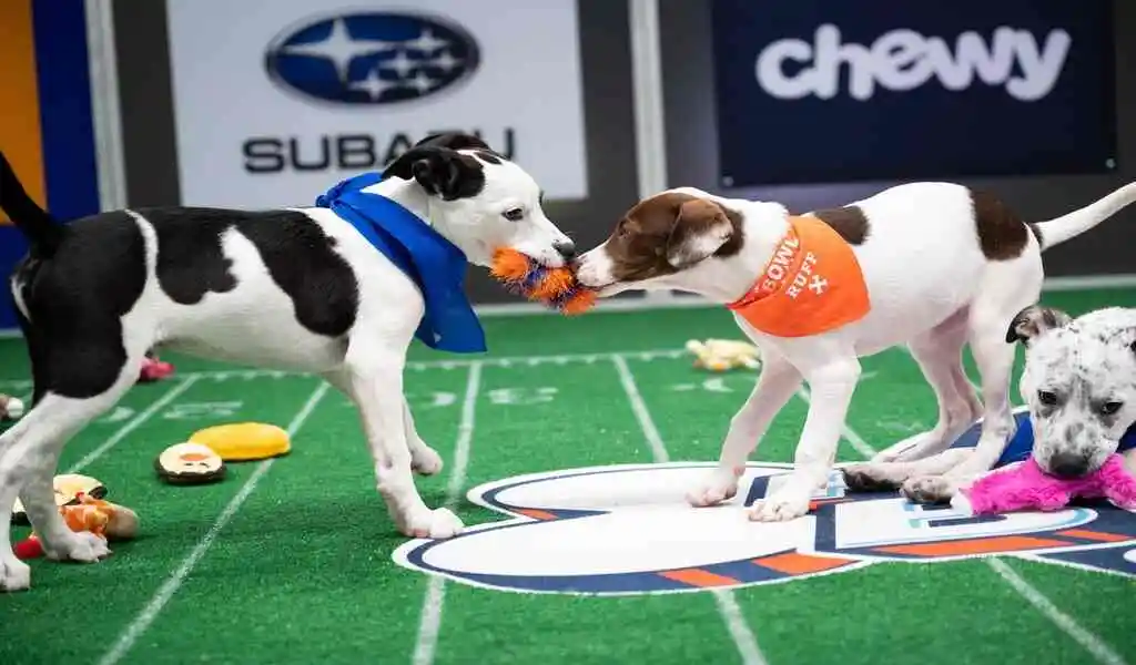 Puppy Bowl 2022