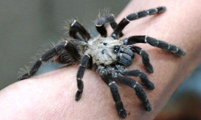 Thailand's Khon Kaen University Finds New Genus of Tarantula