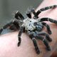 Thailand's Khon Kaen University Finds New Genus of Tarantula