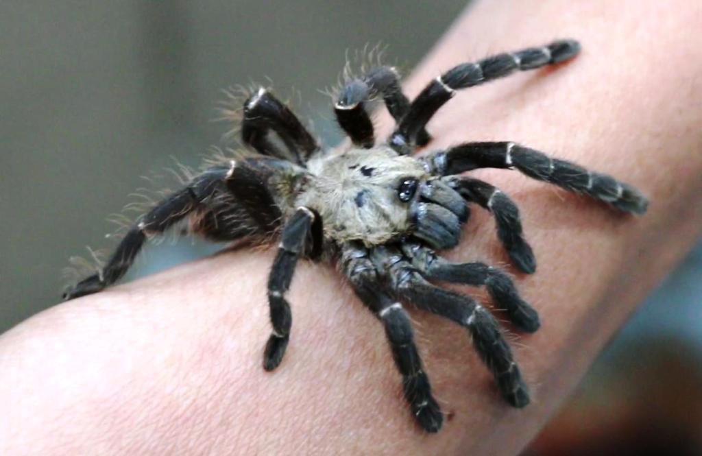 Thailand's Khon Kaen University Finds New Genus of Tarantula