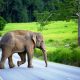 Motorists Now Face 10 Year Jail Term for Injuring Elephant