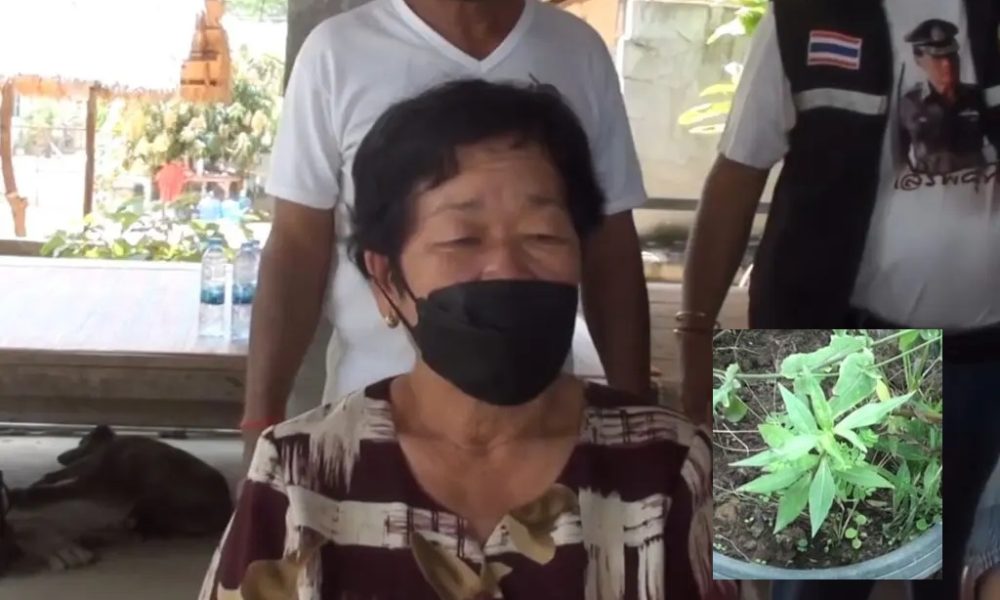 Cops Bust 72-Year-old Woman for 5-Inch Marijuana Plant