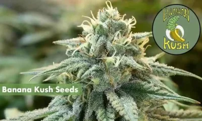 Banana kush Autoflower Seeds