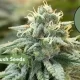 Banana kush Autoflower Seeds