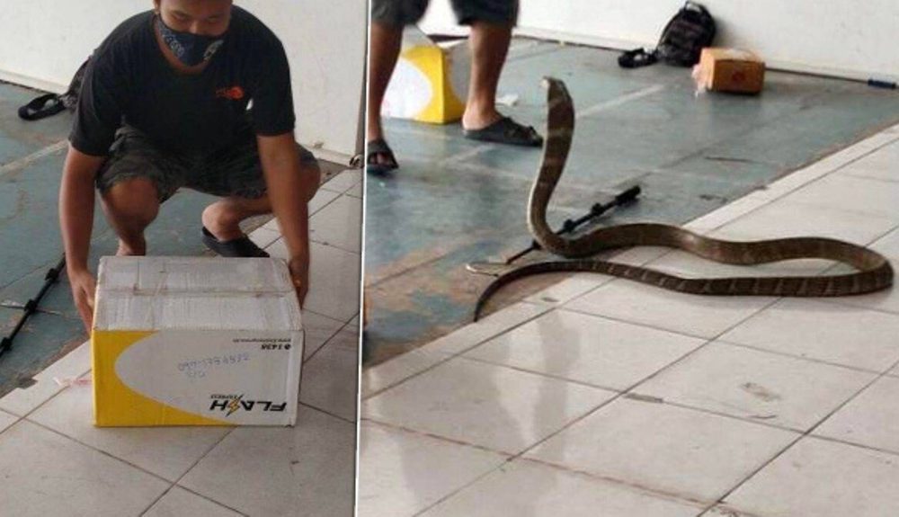 Courier Finds 4 Meter Long King Cobra in Shipping Package