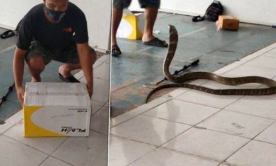 Courier Finds 4 Meter Long King Cobra in Shipping Package