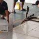 Courier Finds 4 Meter Long King Cobra in Shipping Package