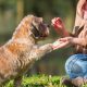 Discover if CBD is Right for Your Pet