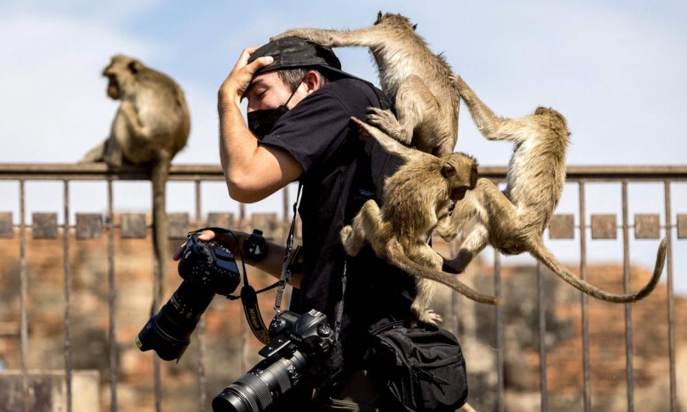 Gangs of Monkeys Wreaking Havoc in Lopburi, Thailand