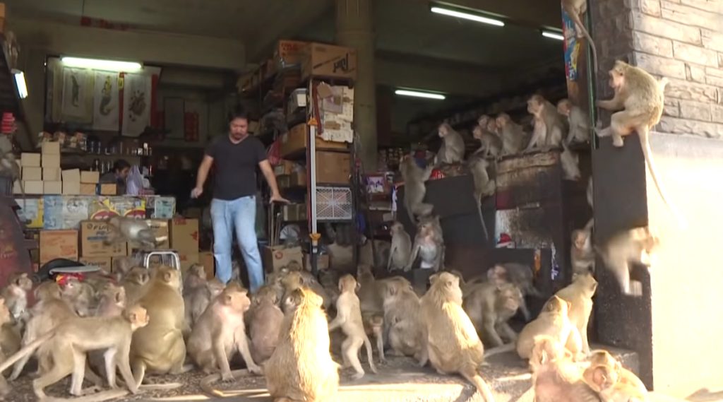 Monkeys Wreaking Havoc in Lopburi, Thailand