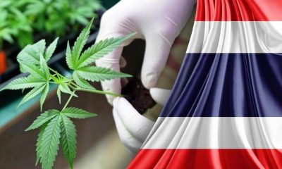 Clarifying Myths About Thailand’s Cannabis Laws