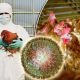 Thailand Issues Bird Flu Warning after Outbreaks in 30 Countries