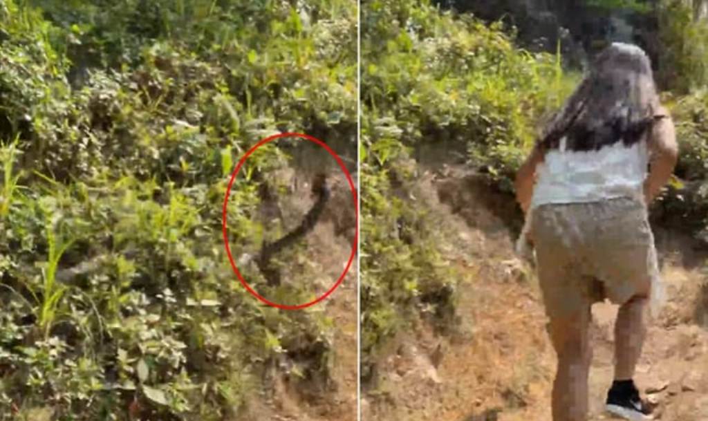 [Video] Thai Students hiking Panic as Snake Lunges at Them