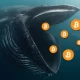 Crypto Whales