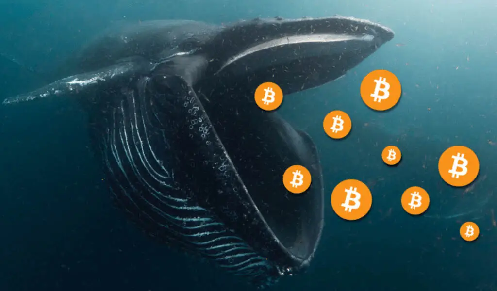 Crypto Whales