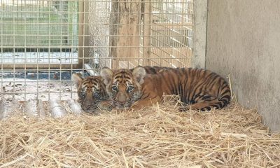 Tiger Cubs Rescued from Suspected Wildlife Trafficker