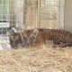 Tiger Cubs Rescued from Suspected Wildlife Trafficker