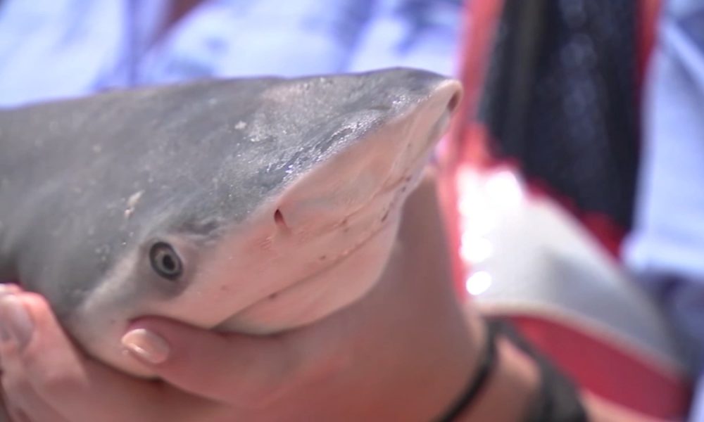 8-Year-Old Boy Recovering after Shark Attack in Phuket, Thailand