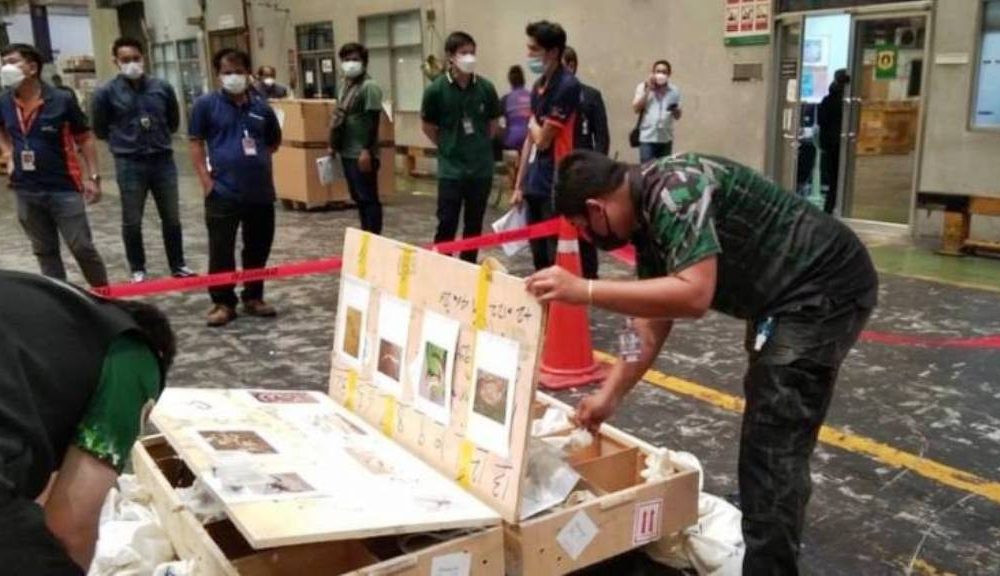 Customs Thailand Seizes Over 600 Wild Animals at Suvarnabhumi Airport
