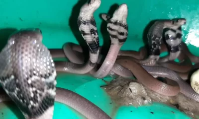 Family Flees After Home Invaded by an Army of Cobra Snakes