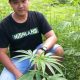 Homegrown Marijuana in Thailand