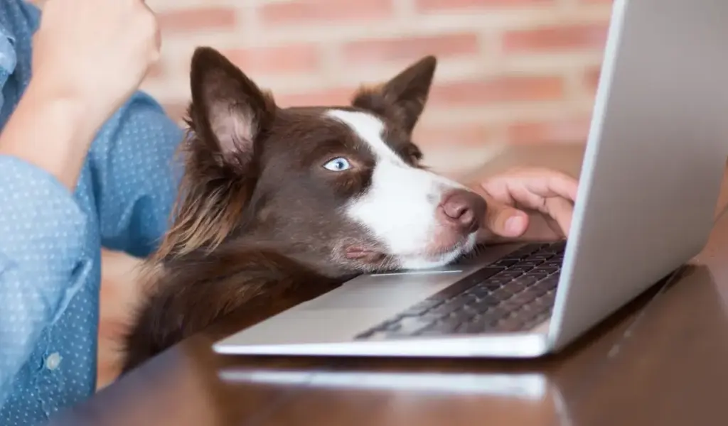 Top Sites to Find Online Pet Health and Veterinary Information