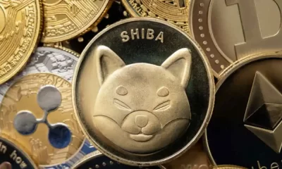 Shiba Inu